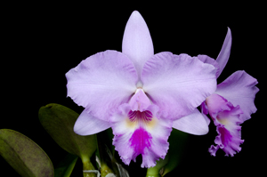 C (alaorii X Esbetts) 'Sunset Valley Orchids' AM 80 pts